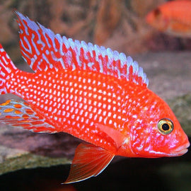 Ciclido Aulonocara Fire Fish