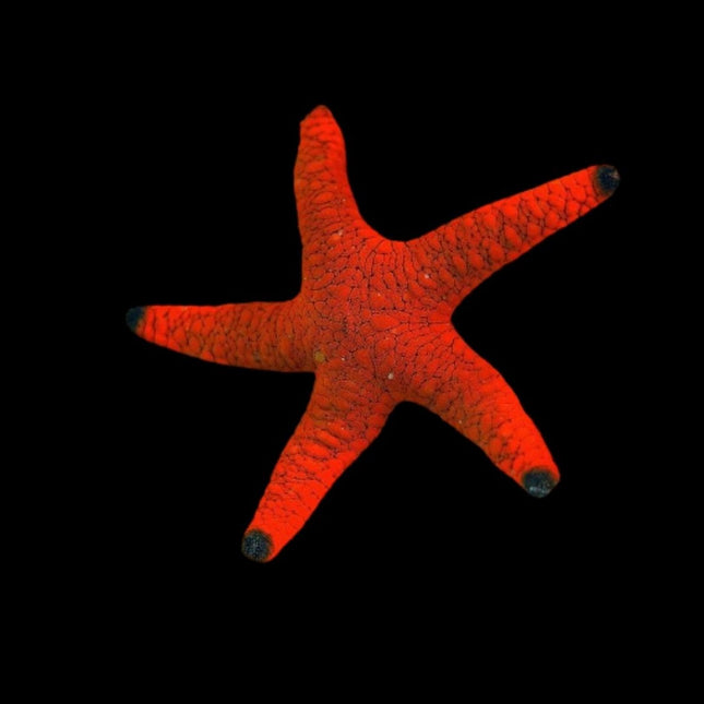 Fromia indica
