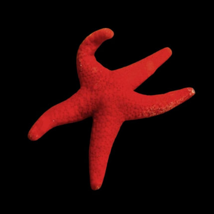 Fromia millepora