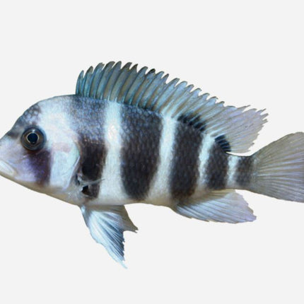 Cyphotilapia frontosa 5-6 cm