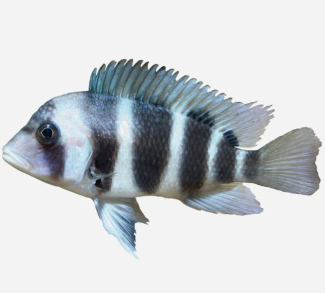 Cyphotilapia frontosa 5-6 cm