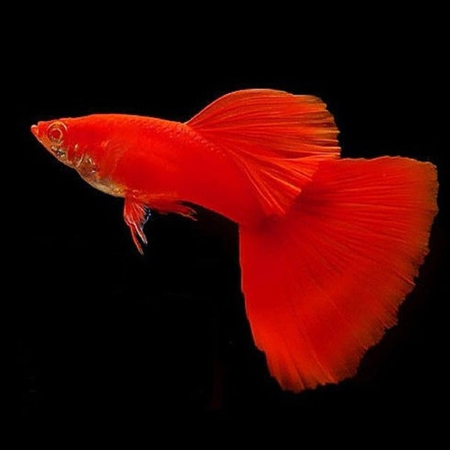 Guppy Full Red Premium 3 cm (Pareja)