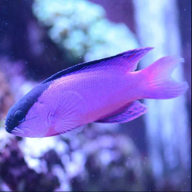 Gramma melacara