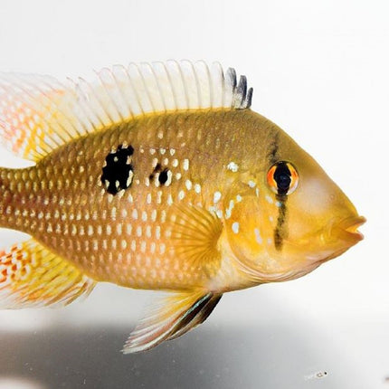 Ciclido Gymnogeophagus brasiliensis 3-4 cm