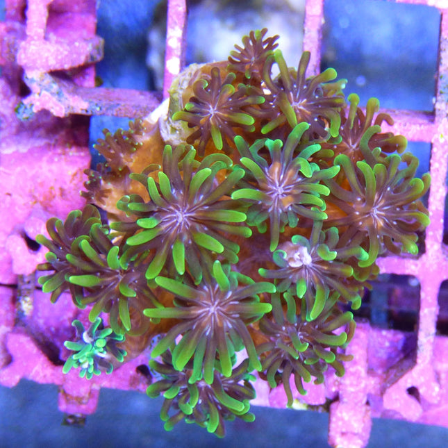 Galaxea sp.