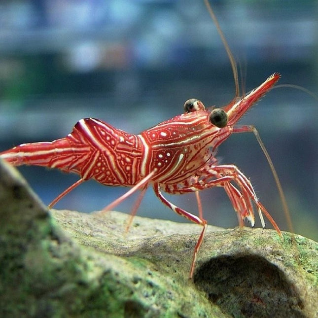 Gamba Camello o Rhynchocinetes durbanensis