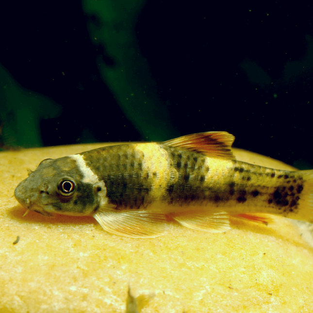 Garra flavatra 4-6 cm
