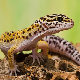 Gecko Leopardo Asiático Eublepharis macularius
