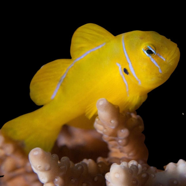 Gobiodon citrinus