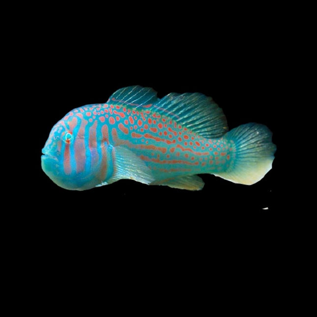 Gobiodon histrio