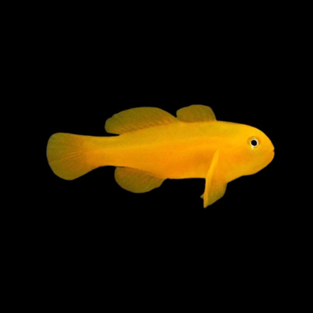 Gobiodon okinawae