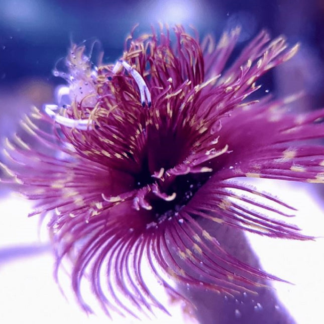 Sabellastarte Spiral Red