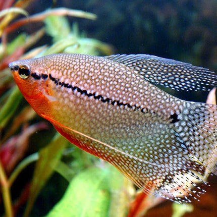 Gourami Perla o Trichogaster leerii