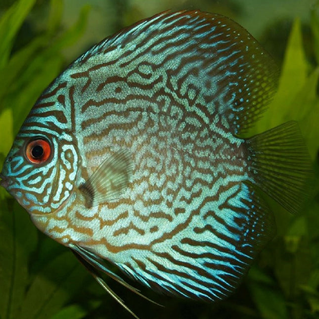 Disco Green Turquesa Premium 5-6 cm