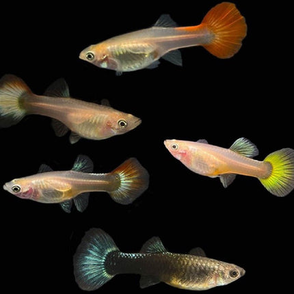 Guppy Hembra o Poecilia reticulata
