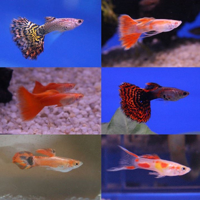 Guppy Macho o Poecilia reticulata