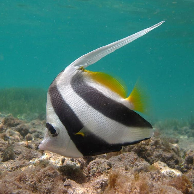 Heniochus acuminatus M