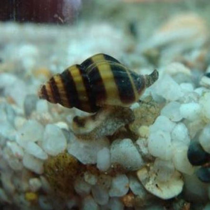 Caracol Helena o Anentome helena