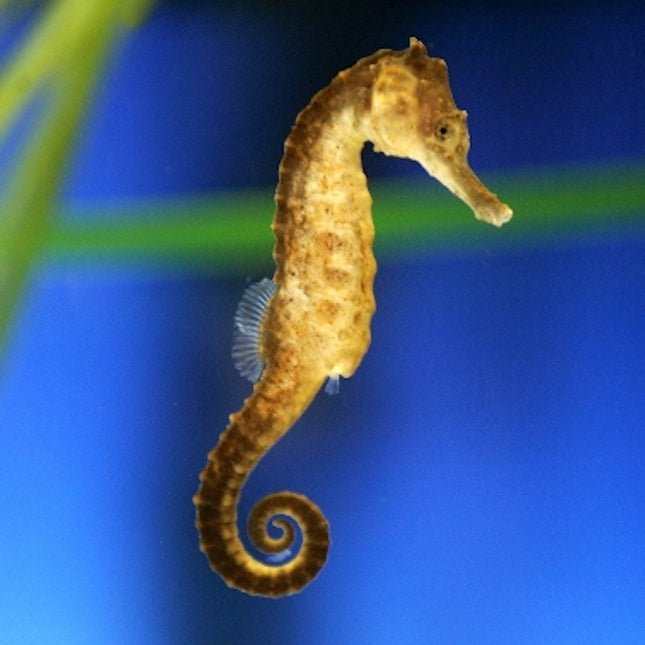 Hippocampus kuda