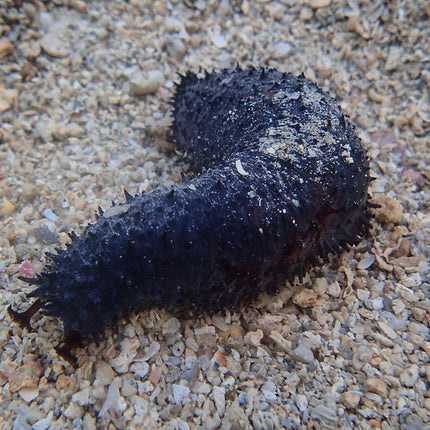 Holothuria lencospilota