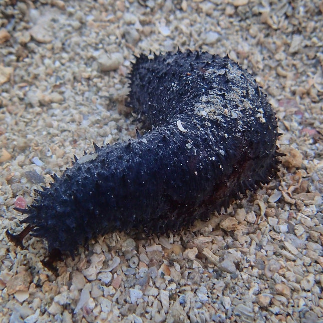Holothuria lencospilota