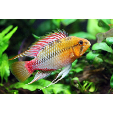 Ciclido Apistogramma hongsloi L