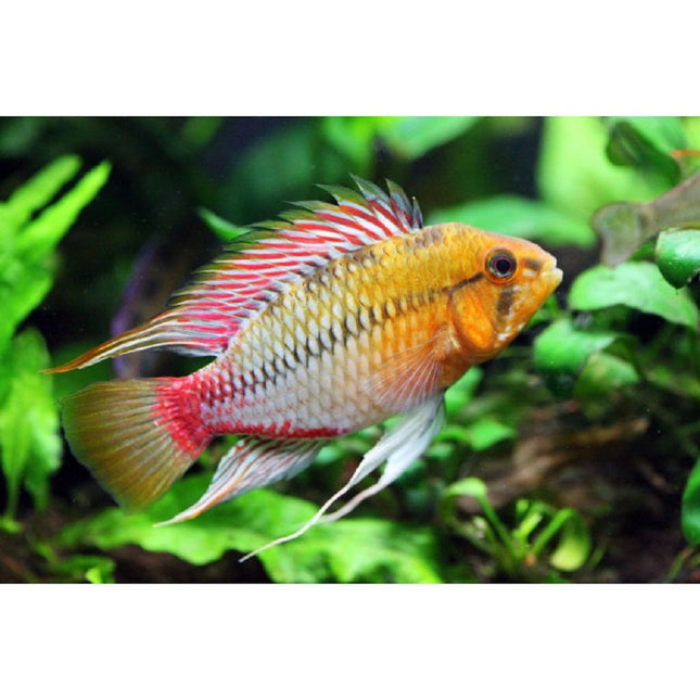 Ciclido Apistogramma hongsloi L
