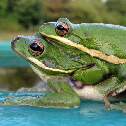 Rana Arborícola Hyla cynerea