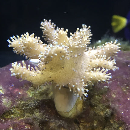 Lobophytum
