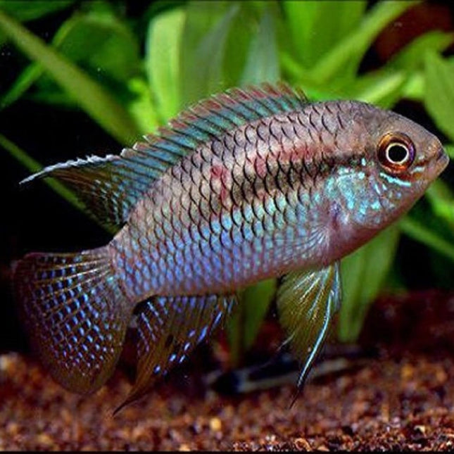 Ciclido Laetacara curviceps 4 cm
