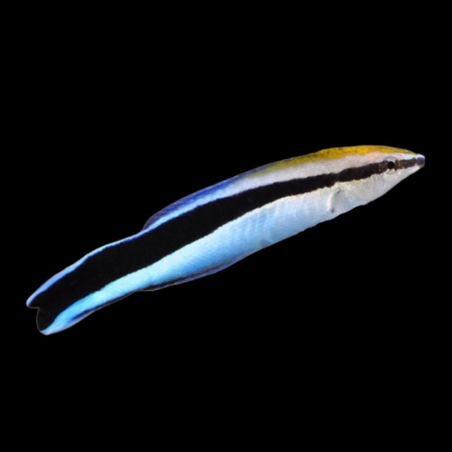 Lábrido Limpiador Azul o Labroides dimidiatus