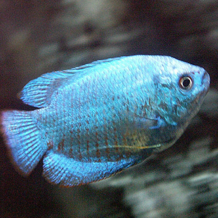 Colisa Lalia Cobalto o Trichogaster lalius