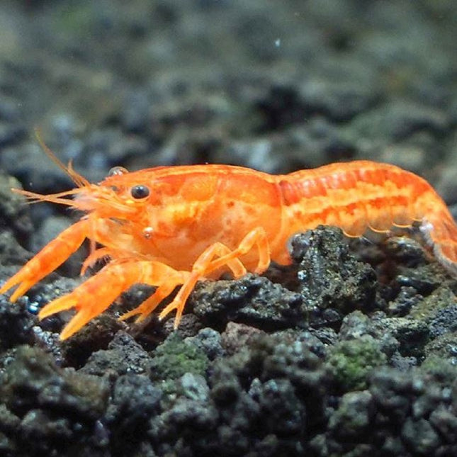 Langosta mexicana Cambarellus