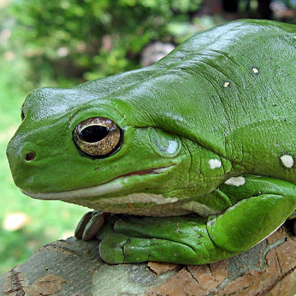 Rana Arborícola Verde Australiana Litoria caerulea