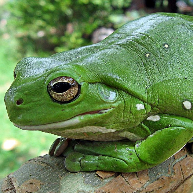 Rana Arborícola Verde Australiana Litoria caerulea