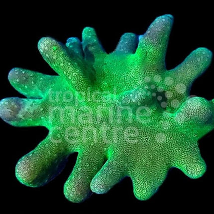 Lobophytum Neon Armed