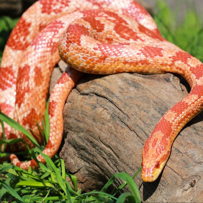 Serpiente del Maizal Albina Pantherophis guttatus