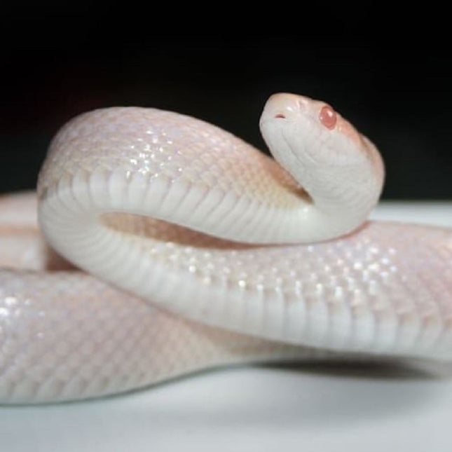 Serpiente del Maizal Albina Snow Pantherophis guttatus