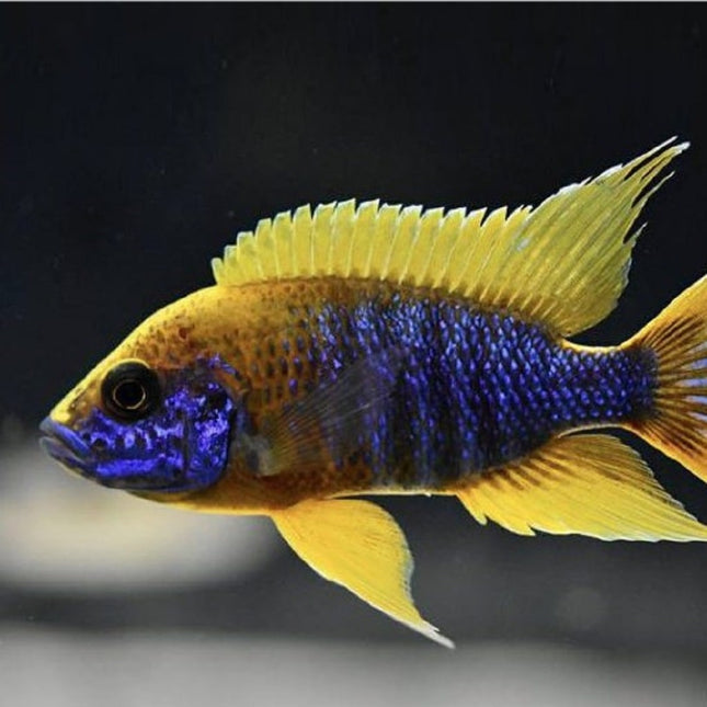 Ciclido Aulonocara Mamela Lemon 5 cm