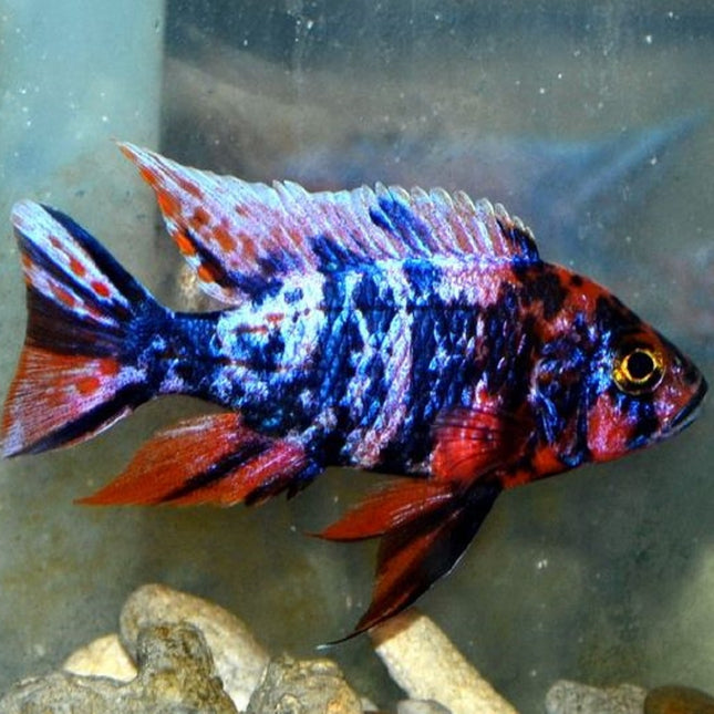 Ciclido Aulonocara Marmol o Calico OB