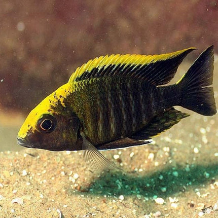 Ciclido Aulonocara maylandi 5 cm