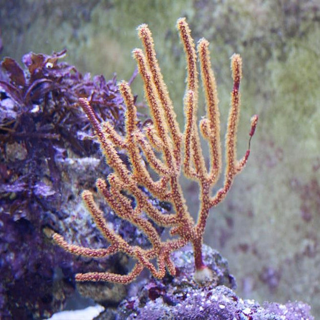 Gorgonia Menelia sp.