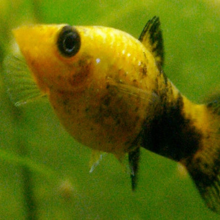 Molly Hembra o Poecilia sphenops