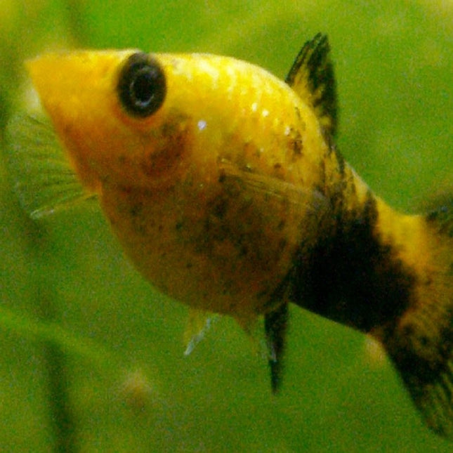 Molly Hembra o Poecilia sphenops