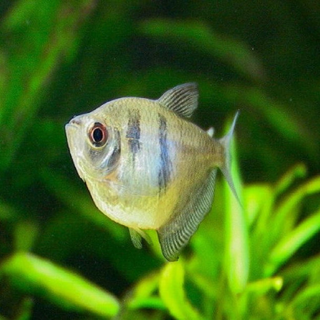 Monjita o Gymnocorymbus ternetzi