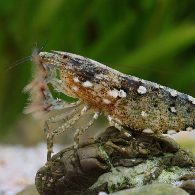 Gamba rinoceronte Atyopsis moluccensis