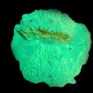 Montipora Verde L