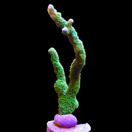 Montipora digitata Verde