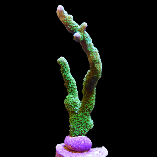 Montipora digitata Verde