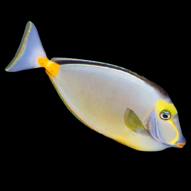 Naso lituratus